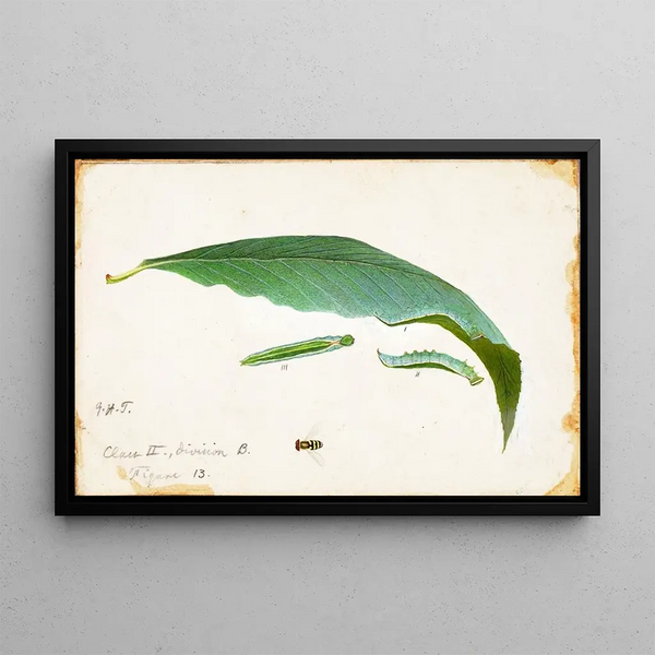 Emma Beach Thayer - Unspotted Beach Leaf Edge Caterpillar study for book Concealing Coloration in the Animal Kingdom.webp