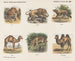 Galerie des animaux - Emrik Binger — Ansicht des Kunstwerks