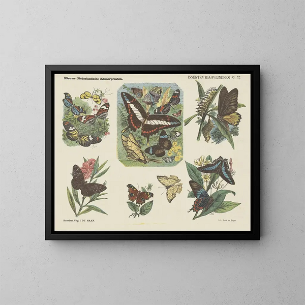 Insetti farfalle diurne - Emrik Binger — quadro incorniciato alla parete
