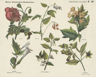 Emrik  Binger - Vergiftige planten.webp