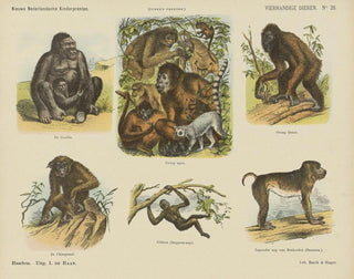 Emrik  Binger - Vierhandige dieren.webp