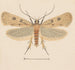 Entomologia acquerello Pl133 - George Hudson — vista dell’opera