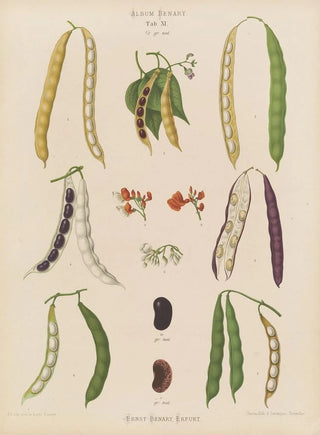 Ernst Benary - Beans Runner Tall Kidney or Pole.webp