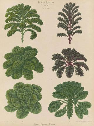 Ernst Benary - Borecoles or Kales Brussel Sprouts.webp