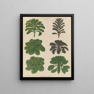 Ernst Benary - Borecoles or Kales Brussel Sprouts.webp