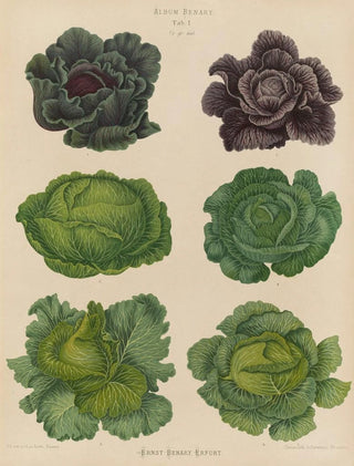 Ernst Benary - Cabbages.webp