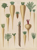 Culinary Roots Painting - Ernst Benary — artwork view