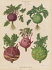 Kohl Rabi or turnip cabbage - Ernst Benary — artwork view