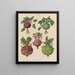 Kohl Rabi or turnip cabbage - Ernst Benary — framed artwork on a wall
