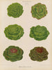 Varieties of Cabbage Lettuce - Ernst Benary — artwork view