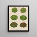 Varieties of Cabbage Lettuce - Ernst Benary — framed artwork on a wall