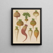 Sugar Beet Mangel Wurzels - Ernst Benary — framed artwork on a wall