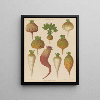 Ernst Benary - Mangel Wurzels Sugar Beets.webp