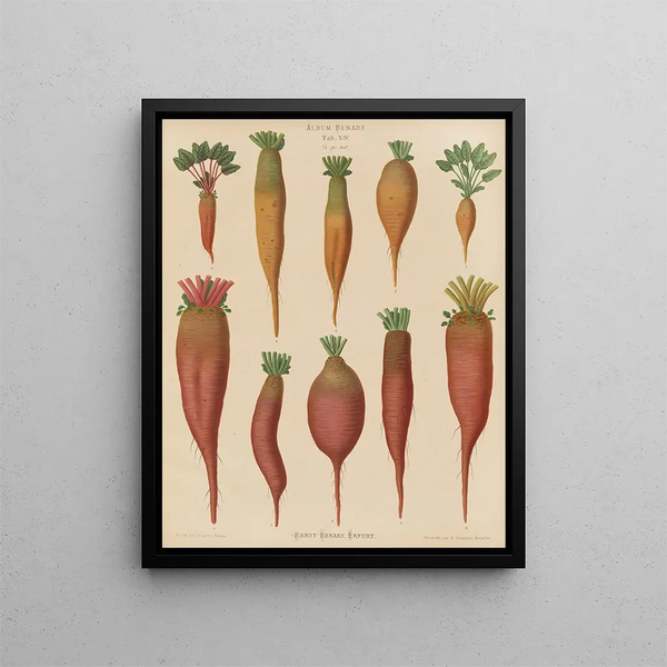 Ernst Benary - Mangold Wurzels.webp