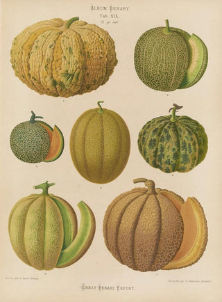 Ernst Benary - Melons.webp