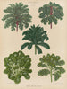 Borecoles ou choux frisés ornementaux - Ernst Benary — artwork view
