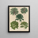 Borecoles ou choux frisés ornementaux - Ernst Benary — framed artwork on a wall