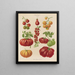 Tomatoes or Love Apples - Ernst Benary — framed artwork on a wall