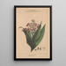 Flore d'Amérique Pl07 - Étienne Denisse — framed artwork on a wall