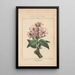 Flore d'America Pl18 - Étienne Denisse — quadro incorniciato alla parete