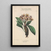 Flore d'Amérique Pl21 - Étienne Denisse — gerahmtes Bild an der Wand