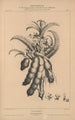Flore d'Amérique Pl27 - Étienne Denisse — Ansicht des Kunstwerks