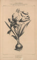 Flore d'Amérique Pl28 - Étienne Denisse — artwork view