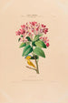 Flore d'America disegnata dal vero sul posto Pl013 - Étienne Denisse — vista dell’opera
