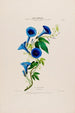 Flore d'America disegnata dal vero sul posto Pl014 - Étienne Denisse — vista dell’opera