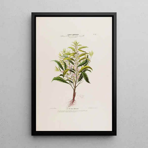 Etienne Denisse - Flore dAmerique dessinee dapres nature sur les lieux Pl027.webp
