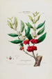 Flore d'Amérique zeichnung nach der Natur vor Ort Pl036 - Étienne Denisse — Ansicht des Kunstwerks
