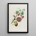 Flore d'America disegnata dal vero sul posto Pl042 - Étienne Denisse — quadro incorniciato alla parete