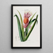 Flore d'America disegnata dal vero sul posto Pl043 - Étienne Denisse — quadro incorniciato alla parete
