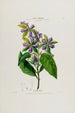 Flore d'Amérique zeichnung nach der Natur vor Ort Pl051 - Étienne Denisse — Ansicht des Kunstwerks
