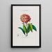 Flore d'Amérique dessinée d'après nature sur les lieux Pl052 - Étienne Denisse — gerahmtes Bild an der Wand