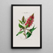 Flore d'Amérique zeichnung nach der Natur vor Ort Pl054 - Étienne Denisse — gerahmtes Bild an der Wand