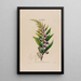 Flore d'Amérique dessinée d'après nature sur les lieux Pl055 - Étienne Denisse — gerahmtes Bild an der Wand