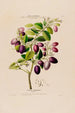 Flore d'America disegnata dal vero sul posto Pl058 - Étienne Denisse — vista dell’opera