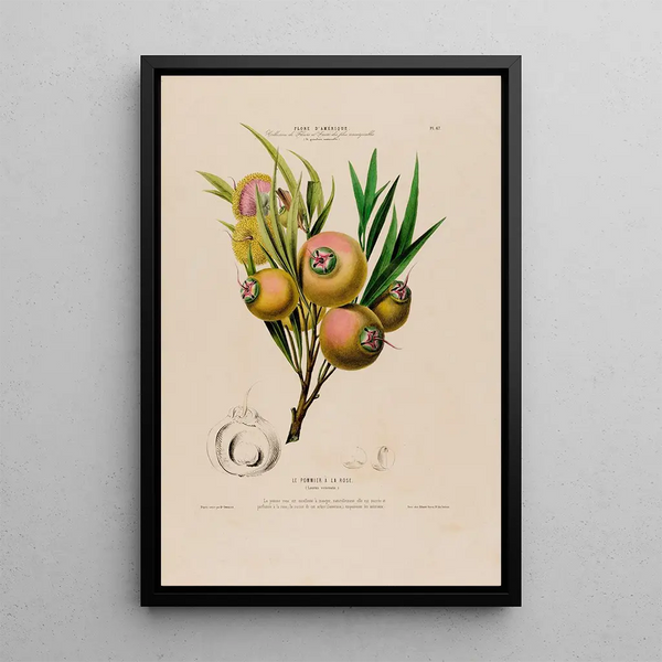 Etienne Denisse - Flore dAmerique dessinee dapres nature sur les lieux Pl067.webp