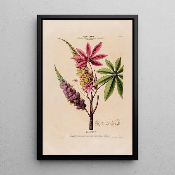 Etienne Denisse - Flore dAmerique dessinee dapres nature sur les lieux Pl072.webp