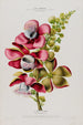 Flore d'Amérique drawn from nature on site Pl079 - Étienne Denisse — artwork view
