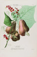 Flore d'Amérique dessinée d'après nature sur les lieux Pl086 - Étienne Denisse — artwork view