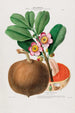Flore d'Amérique drawn from nature on site Pl088 - Étienne Denisse — artwork view