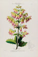 Flore d'Amérique drawn from nature on site Pl090 - Étienne Denisse — artwork view