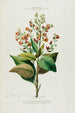 Flore d'Amérique drawn from nature on site Pl091 - Étienne Denisse — artwork view