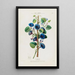 Flore d'Amérique drawn from nature on site Pl092 - Étienne Denisse — framed artwork on a wall