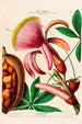Flore d'Amérique drawn from nature on site Pl097 - Étienne Denisse — artwork view