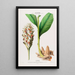 Flore d'Amérique drawn from nature on site Pl102 - Étienne Denisse — framed artwork on a wall