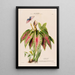 Flore d'Amérique drawn from nature on site Pl108 - Étienne Denisse — framed artwork on a wall
