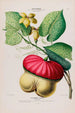 Flore d'Amérique drawn from nature on site Pl109 - Étienne Denisse — artwork view